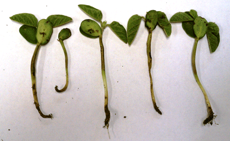 Figure 3. Cold snap and seedling disease pathogens cause lesions on roots and cotyledons of soybeans