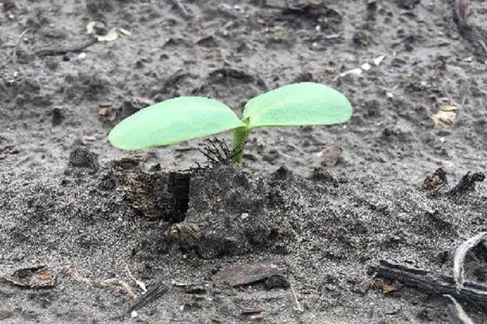 Sunflower in VE stage with cotyledons