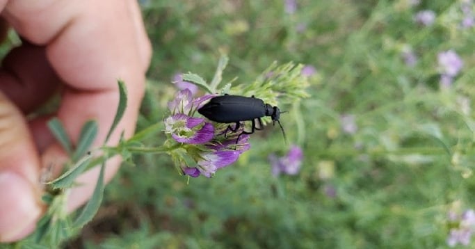 black blister beetle_facebook